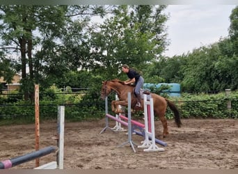 Westfaliano, Caballo castrado, 5 años, 170 cm, Alazán-tostado