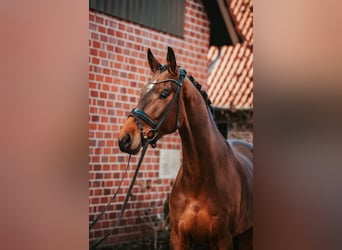 Westfaliano, Caballo castrado, 5 años, 170 cm, Castaño