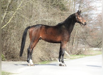 Westfaliano, Caballo castrado, 5 años, 170 cm, Castaño