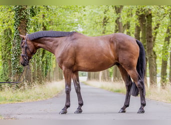 Westfaliano, Caballo castrado, 5 años, 170 cm, Castaño oscuro
