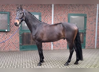 Westfaliano, Caballo castrado, 5 años, 170 cm, Castaño oscuro