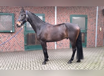 Westfaliano, Caballo castrado, 5 años, 170 cm, Castaño oscuro