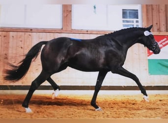 Westfaliano, Caballo castrado, 5 años, 170 cm, Negro