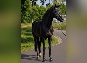 Westfaliano, Caballo castrado, 5 años, 170 cm, Negro