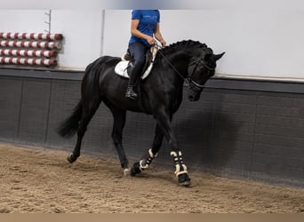 Westfaliano, Caballo castrado, 5 años, 170 cm, Negro