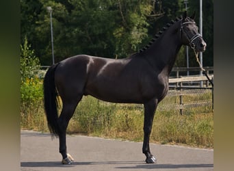 Westfaliano, Caballo castrado, 5 años, 170 cm, Negro