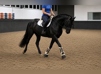 Westfaliano, Caballo castrado, 5 años, 170 cm, Negro