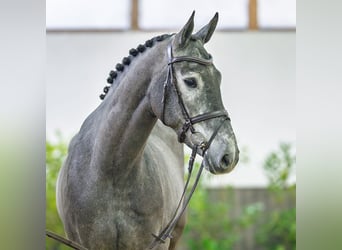 Westfaliano, Caballo castrado, 5 años, 170 cm, Tordo