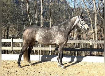Westfaliano, Caballo castrado, 5 años, 170 cm, Tordo ruano