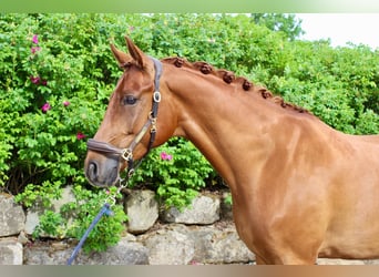 Westfaliano, Caballo castrado, 5 años, 171 cm, Alazán