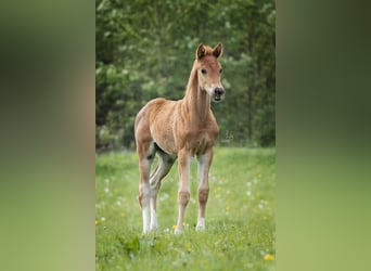 Westfaliano, Caballo castrado, 5 años, 171 cm, Alazán