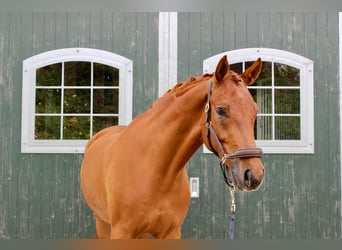 Westfaliano, Caballo castrado, 5 años, 171 cm, Alazán