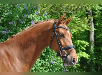 Westfaliano, Caballo castrado, 5 años, 171 cm, Alazán