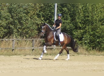 Westfaliano, Caballo castrado, 5 años, 171 cm, Castaño