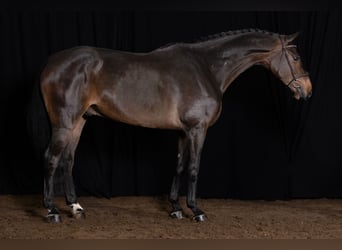 Westfaliano, Caballo castrado, 5 años, 171 cm, Castaño oscuro