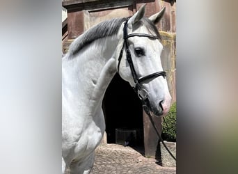 Westfaliano, Caballo castrado, 5 años, 171 cm, Tordo