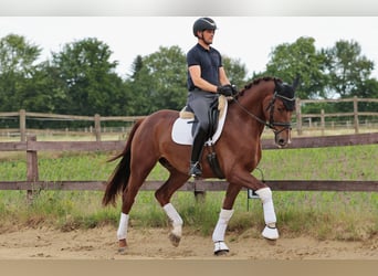 Westfaliano, Caballo castrado, 5 años, 172 cm, Alazán-tostado