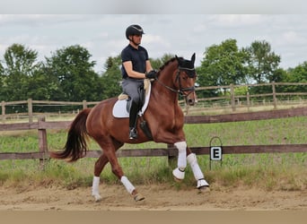 Westfaliano, Caballo castrado, 5 años, 172 cm, Alazán-tostado