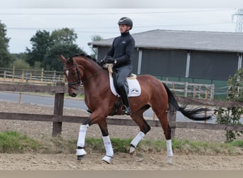 Westfaliano, Caballo castrado, 5 años, 172 cm, Castaño