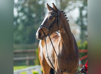 Westfaliano, Caballo castrado, 5 años, 172 cm, Castaño