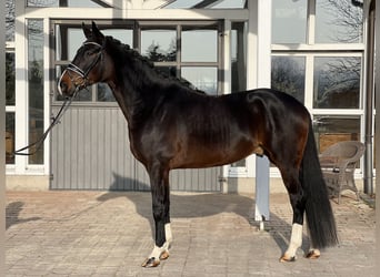 Westfaliano, Caballo castrado, 5 años, 172 cm, Castaño oscuro