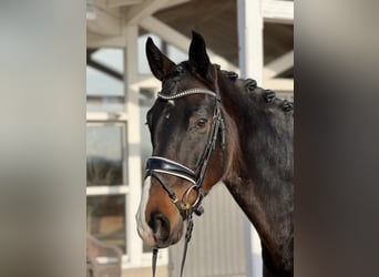 Westfaliano, Caballo castrado, 5 años, 172 cm, Castaño oscuro