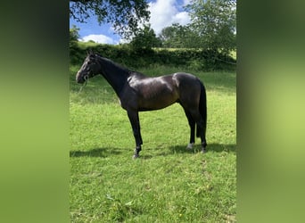 Westfaliano, Caballo castrado, 5 años, 172 cm, Morcillo