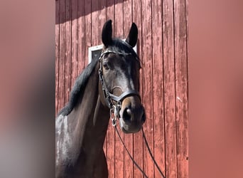 Westfaliano, Caballo castrado, 5 años, 172 cm, Morcillo