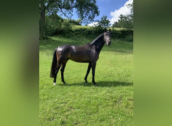 Westfaliano, Caballo castrado, 5 años, 172 cm, Morcillo