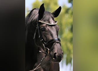 Westfaliano, Caballo castrado, 5 años, 172 cm, Negro