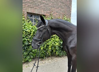 Westfaliano, Caballo castrado, 5 años, 172 cm, Negro