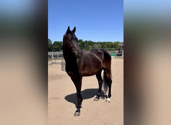Westfaliano, Caballo castrado, 5 años, 172 cm, Negro