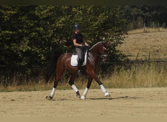 Westfaliano, Caballo castrado, 5 años, 173 cm, Castaño