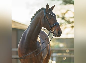 Westfaliano, Caballo castrado, 5 años, 173 cm, Castaño