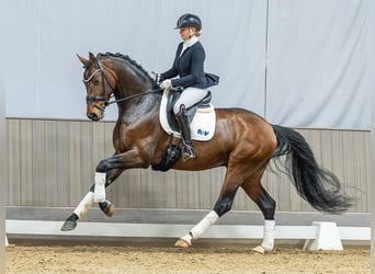 Westfaliano, Caballo castrado, 5 años, 173 cm, Castaño