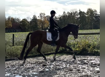 Westfaliano, Caballo castrado, 5 años, 173 cm, Castaño