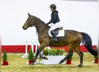 Westfaliano, Caballo castrado, 5 años, 173 cm, Castaño