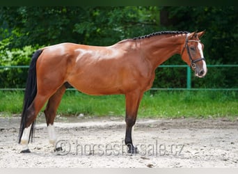 Westfaliano, Caballo castrado, 5 años, 173 cm, Castaño