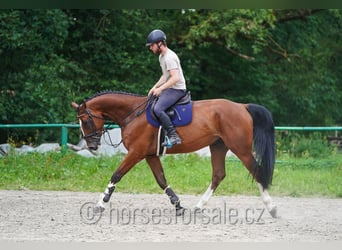Westfaliano, Caballo castrado, 5 años, 173 cm, Castaño