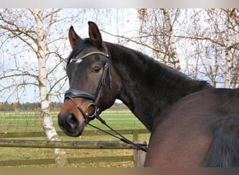 Westfaliano, Caballo castrado, 5 años, 173 cm, Castaño oscuro