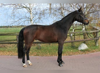 Westfaliano, Caballo castrado, 5 años, 173 cm, Castaño oscuro