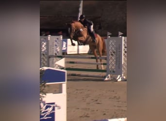 Westfaliano, Caballo castrado, 5 años, 174 cm, Alazán