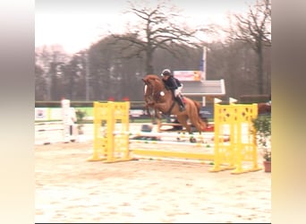 Westfaliano, Caballo castrado, 5 años, 174 cm, Alazán