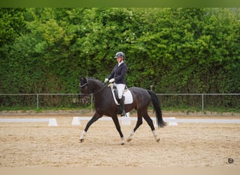 Westfaliano, Caballo castrado, 5 años, 174 cm, Castaño oscuro