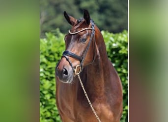 Westfaliano, Caballo castrado, 5 años, 174 cm, Castaño oscuro