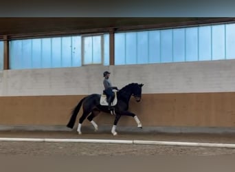 Westfaliano, Caballo castrado, 5 años, 174 cm, Castaño oscuro