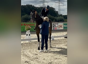 Westfaliano, Caballo castrado, 5 años, 174 cm, Castaño oscuro