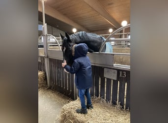 Westfaliano, Caballo castrado, 5 años, 174 cm, Castaño oscuro