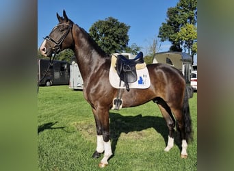 Westfaliano, Caballo castrado, 5 años, 174 cm, Castaño oscuro