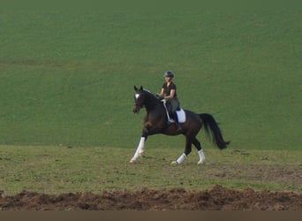 Westfaliano, Caballo castrado, 5 años, 174 cm, Morcillo